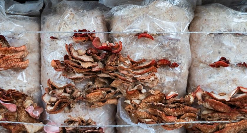 Kääpä Biotech Calls for Industry to Adopt More Sophisticated Mushroom Quality Assessments
